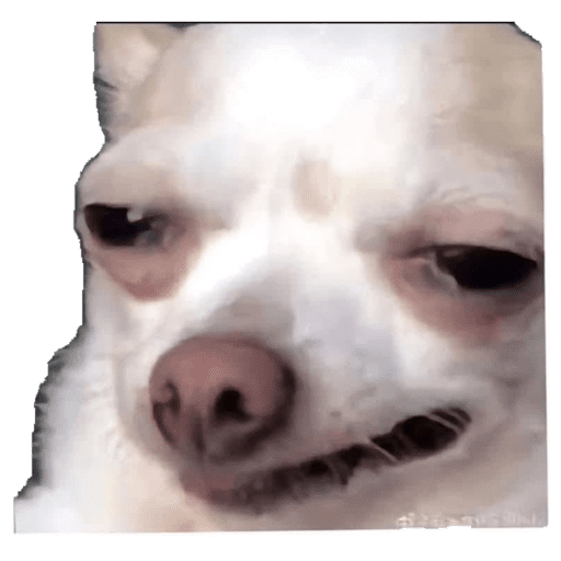 Perritos 4 21