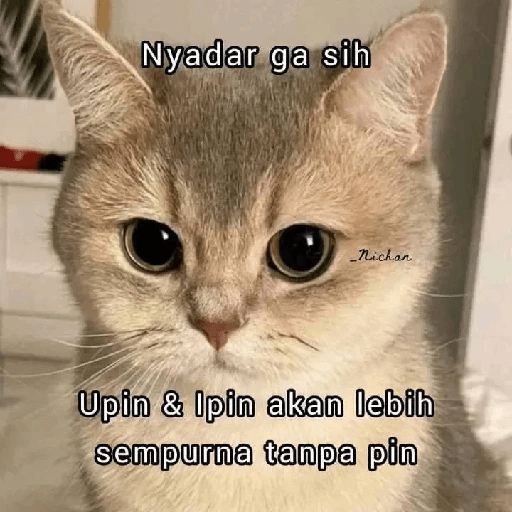 Kucing bucin 1