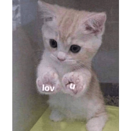 Kucing bucin 3