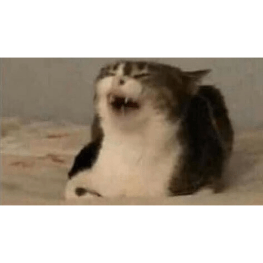 Gatos riendose 3