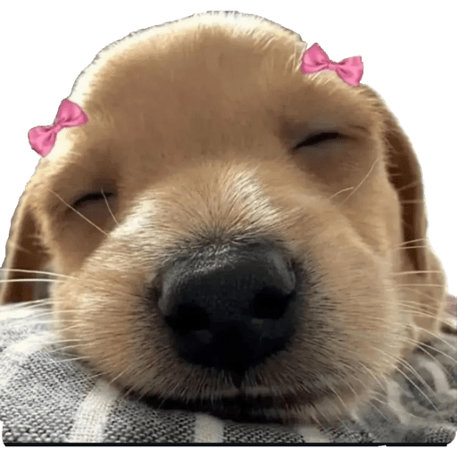 Perritos 4 2