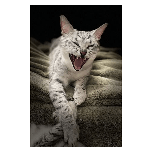 Gatos riendose 2