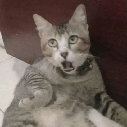 Cats 17