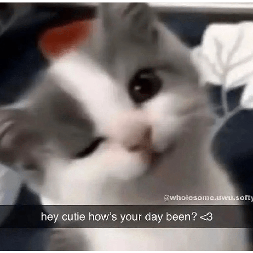 Cats 6