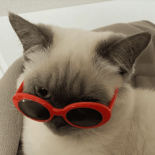GATOS RANDOM - PARTE 55 5