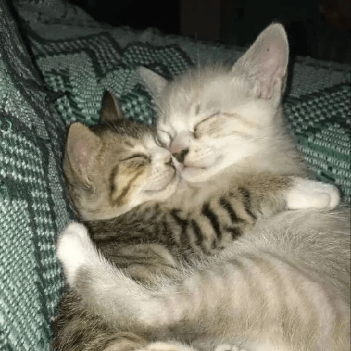 Cats 15