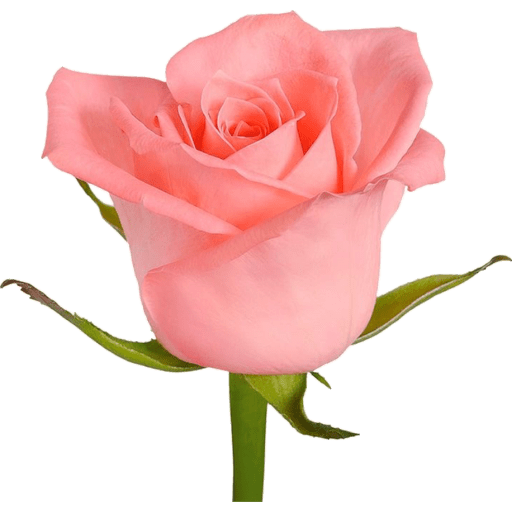 Flores 🌷 22