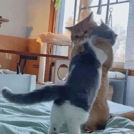 Cats 14