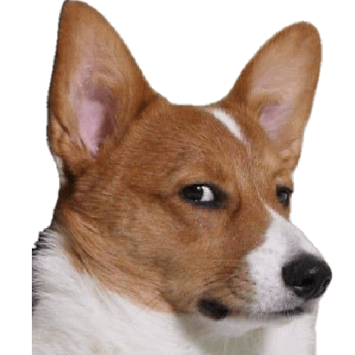 Corgi de lado