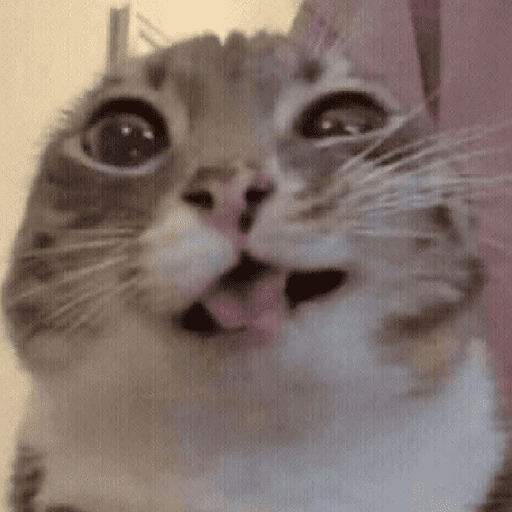 GATOS RANDOM - PARTE 55 8