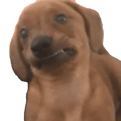 Cãozinho feliz