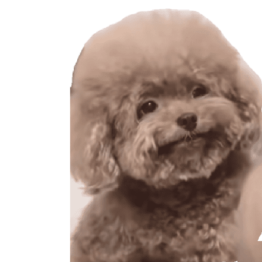 Poodle fofo