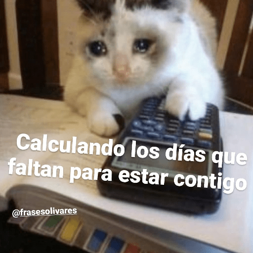 Gatitos 13