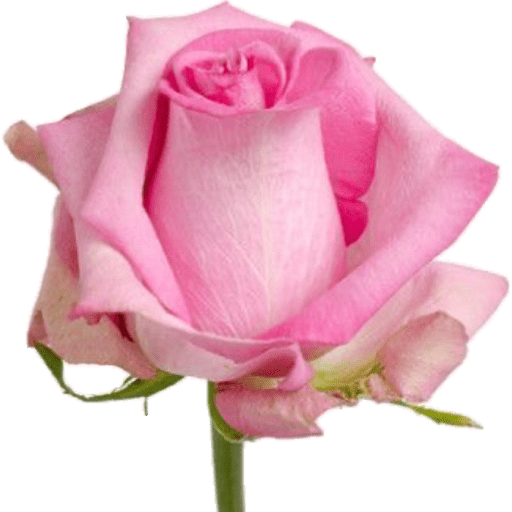 Flores 🌷 23