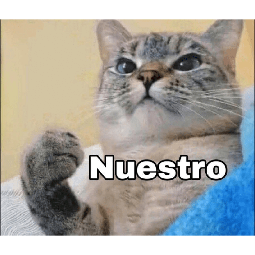 GATOS RANDOM - PARTE 55 11