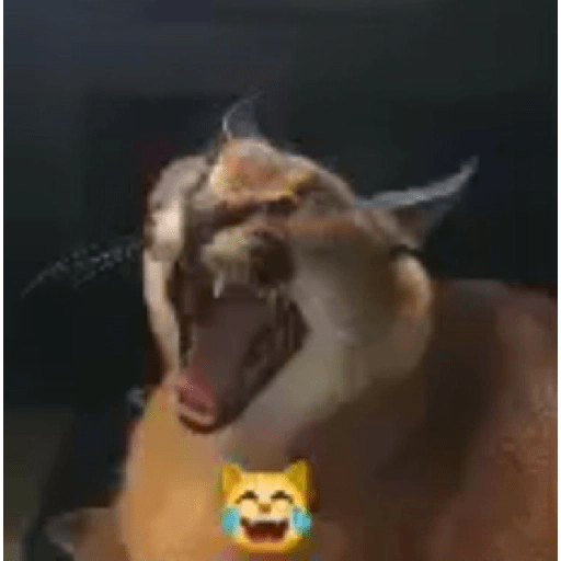Cats 2 27