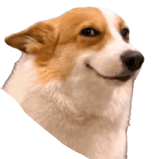 Corgi convencido