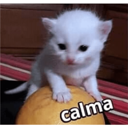 Gatitos 17
