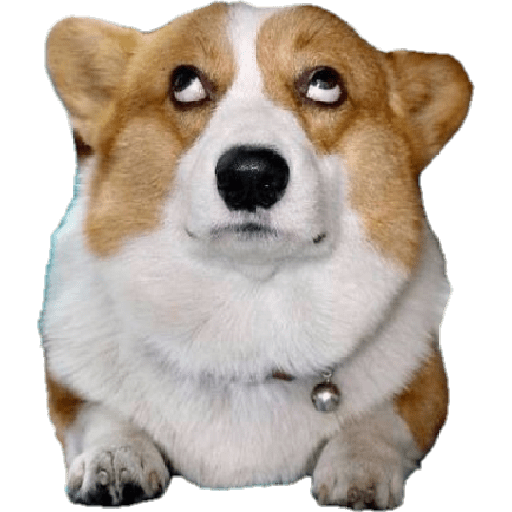 Corgi esperançoso