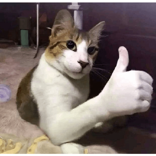 Cats 2 12