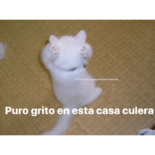 Gatitos 12
