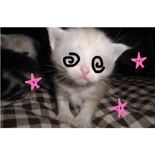 Cats 2 30