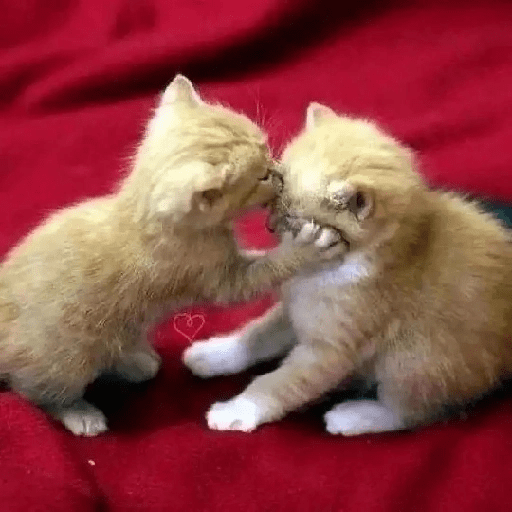 Cats 12