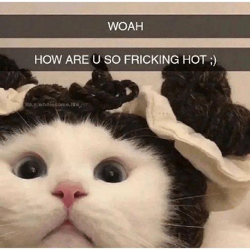 Cats 5
