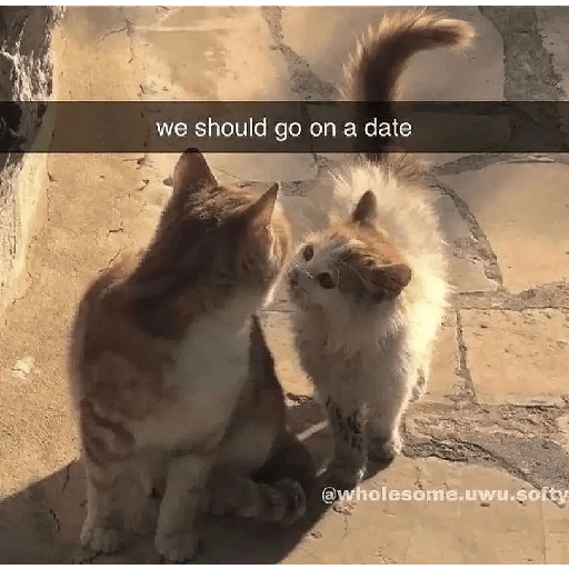 Cats 1
