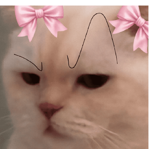 GATOS RANDOM - PARTE 55 7
