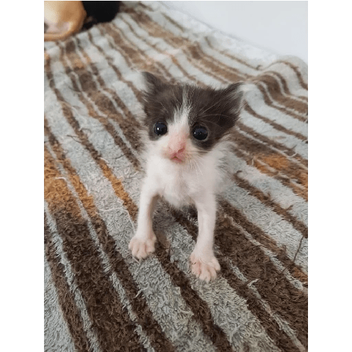 Cats 2 22