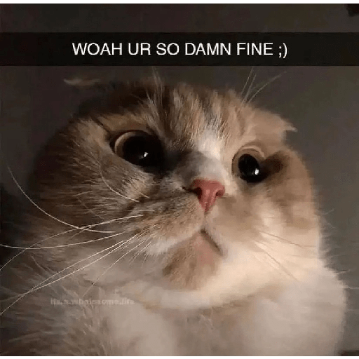 Cats 4