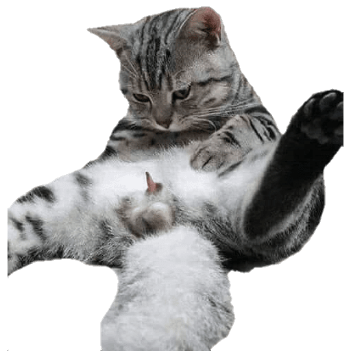 GATOS RANDOM - PARTE 55 2