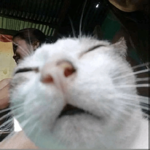 Cats 16