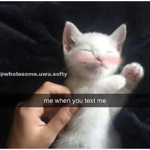 Cats 9
