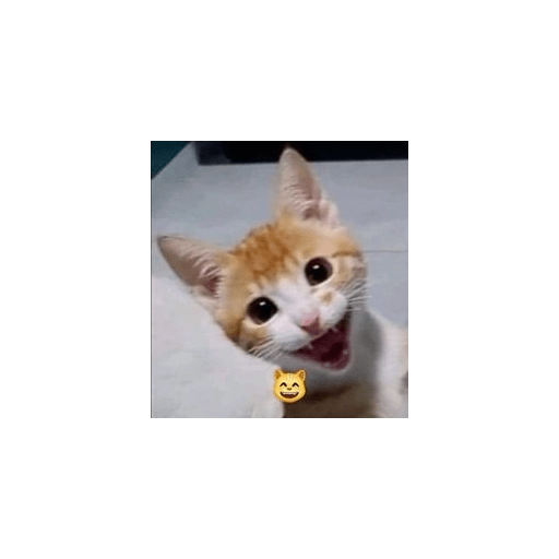 Cats 2 14