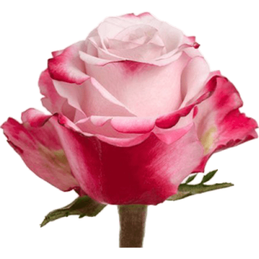 Flores 🌷 27