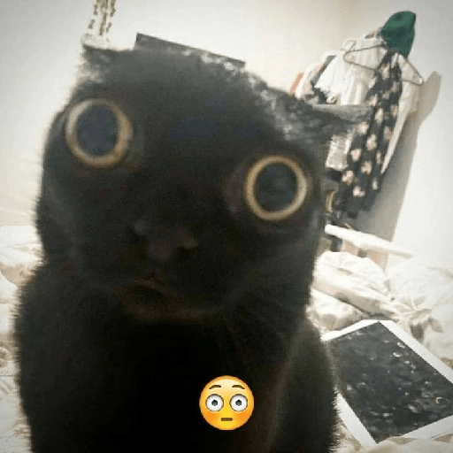 Cats 2 13