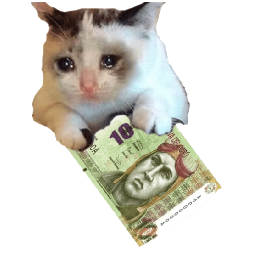 GATOS RANDOM - PARTE 55 1