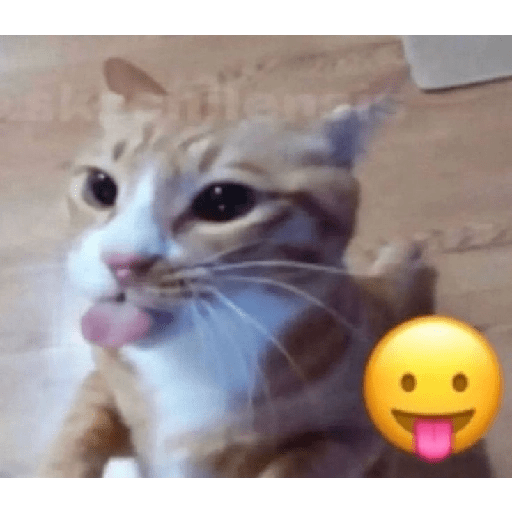 Cats 2 20