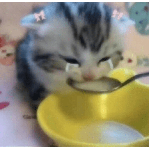 Cats 2 26