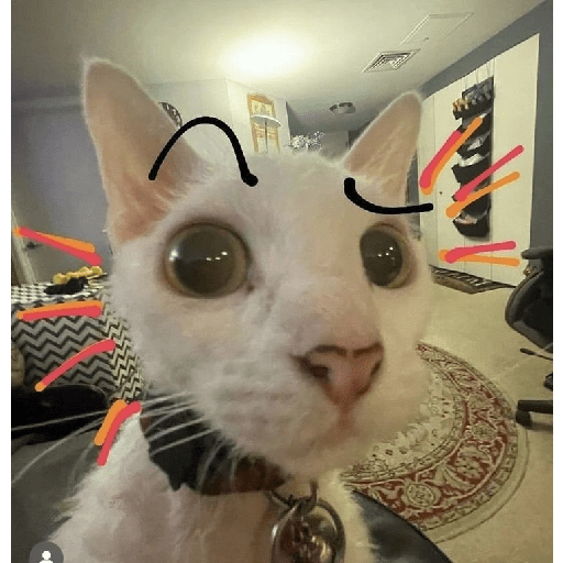 Cats 2 19