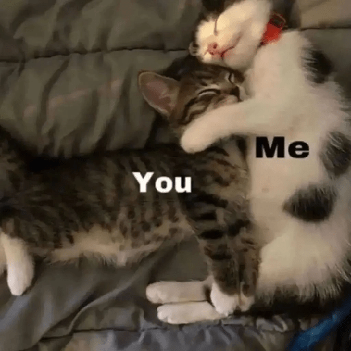 Cats 13