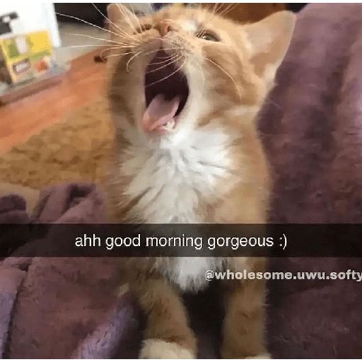 Cats 8