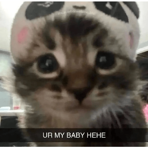 Cats 7