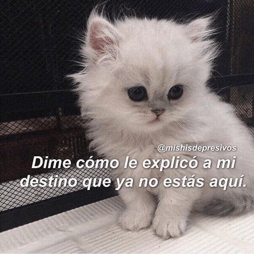 Gatitos 11