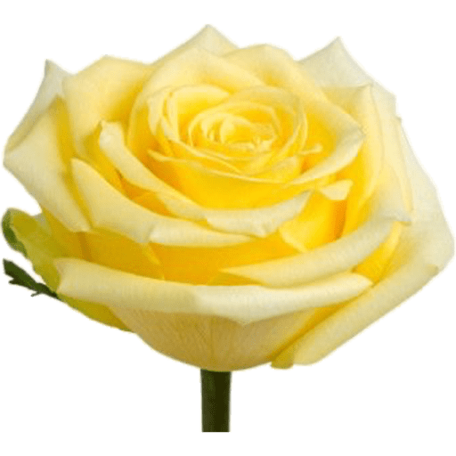 Flores 🌷 21