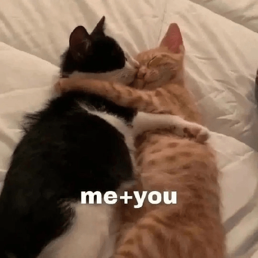 Cats 11