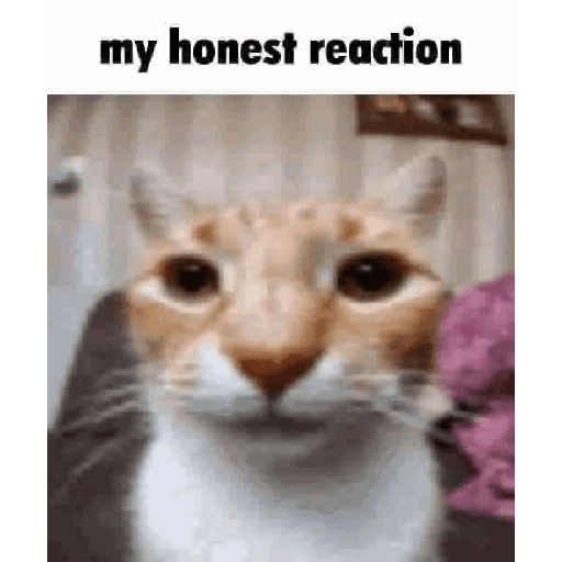 Cats 2 15