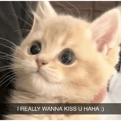 Cats 3